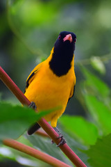 Birds in wild with natural beauty.....