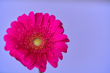 Close up of Gerbera jamesonii flower. Violet gerbera daisy flower on blue background. Top view.