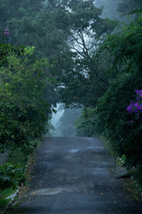 Countryside with forest and violet flowers