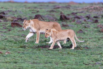 Naklejka na ściany i meble Lioness and cub walking through the Masai Mara at dusk