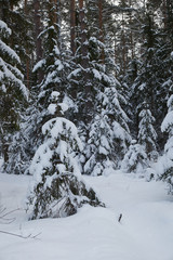 Winter in the forest. Winter mixed forest covered by snow hoarfrost. Wintry landscape.