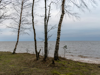 Obraz premium landscape with trees, steep sea shore