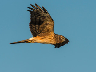 Northern Harrier in flight