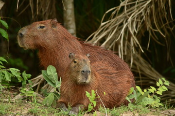 capybara