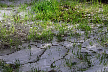  green grass on ice