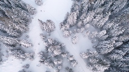 Tannenwald im Schnee