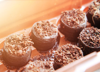 Greenhouse with peat tablets for growing seedlings