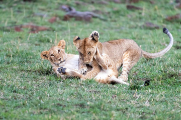 Two playful lion cub siblings in the Masai Mara