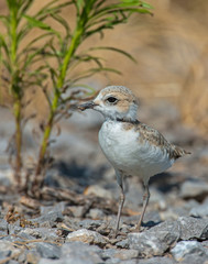 Killdeer chick