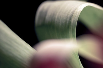 Fototapeta premium leaftulip flower closeup, macro, sweden, stockholm, nacka, sverige