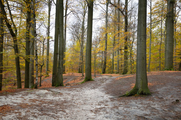 Fototapeta premium Buchenwald im Herbst, Nationalpark Sächsiche Schweiz, Elbsandsteingebirge, Sachsen, Deutschland, Europa