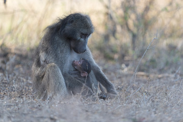 Baby baboon in the wilderness of Africa