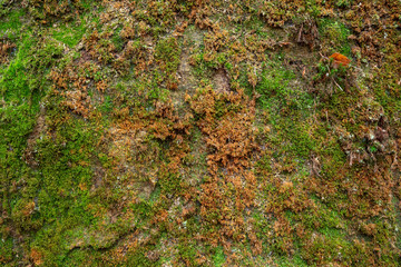 Moosflechte, Nationalpark Sächsiche Schweiz, Elbsandsteingebirge, Sachsen, Deutschland, Europa