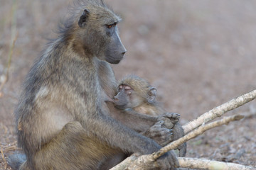 Baby baboon in the wilderness of Africa