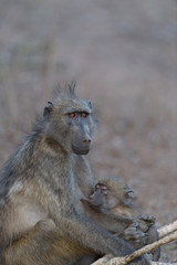 Baby baboon in the wilderness of Africa