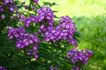 Phlox paniculata against the background of the grass lit with the sun. Inflorescences with flowers of violet and white colors.