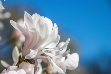 Magnolie © PhotoArt