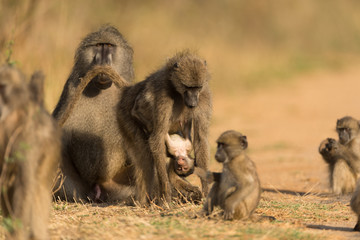 Baboon Family in the wilderness of Africa