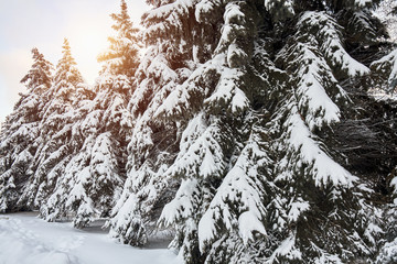 Snow covered fir trees with sunset. Frozen snow-covered landscape, fairytale winter