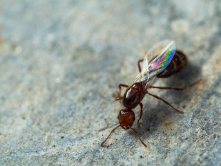 ant with rainbow wings macro