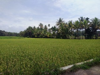 green rice field of wheat
