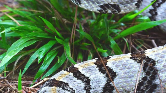 Timber Rattlesnake strike dislodging fang, highly venomous American snake