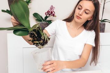 Girl replanting orchid flowers on a white background.