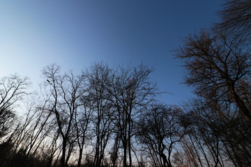 Fototapeta na wymiar forest of trees against the sky
