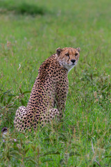Cheetah male on the green plains after some rains in the Masai Mara Game Reseve in Kenya