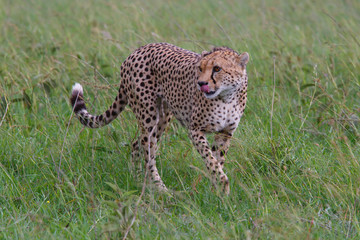 Cheetah male on the green plains after some rains in the Masai Mara Game Reseve in Kenya