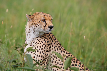 Cheetah male on the green plains after some rains in the Masai Mara Game Reseve in Kenya