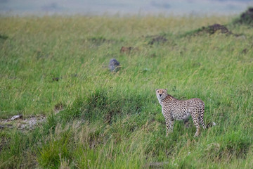 Cheetah male on the green plains after some rains in the Masai Mara Game Reseve in Kenya