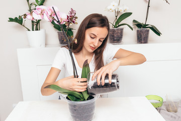 Girl replanting orchid flowers on a white background.