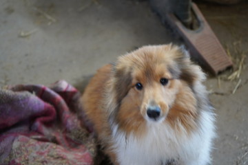 sheltie