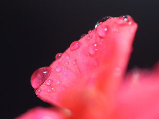 drops on pink flower petal