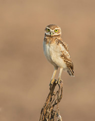 Burrowing Owl on a perch