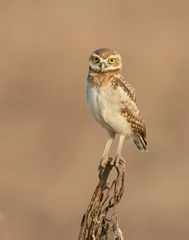 Fotobehang Burrowing Owl on a perch © David McGowen