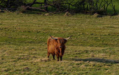Highland cattle with sunlight in a green field