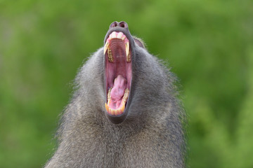 Baboon in the wilderness of Africa