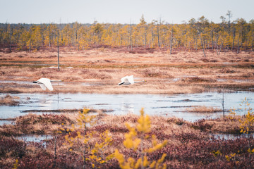 Two white swans fly over the marshes of Siberia swinging large wings.