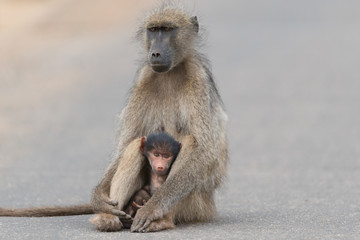 Baby baboon in the wilderness of Africa