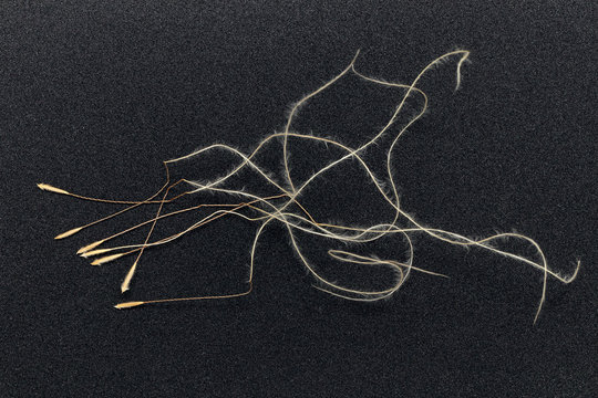 Lessing feather grass (Stipa lessingiana Trin. & Rupr.) seeds on a black background