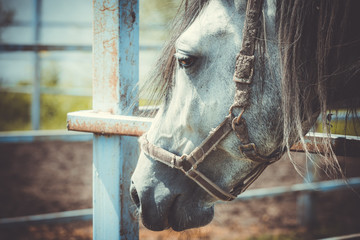 Afraid white horse with sad look in the corral.