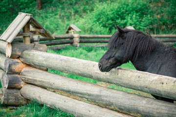 Black thoroughbred horse in corral behind wooden fence.
