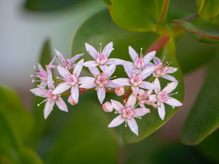 Baby flowers blooming, orange tree