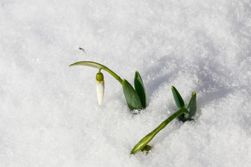 White snowdrops in snow. First flowers