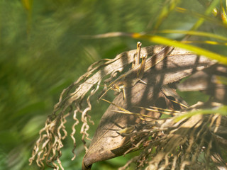 Hidden Grasshopper Between Leaves
