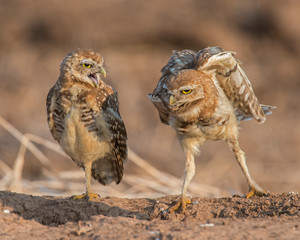 Burrowing Owl