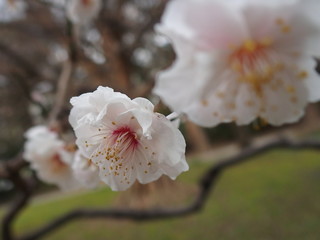 梅の花が奇麗に咲いています。 Plum flowers are blooming beautifully.