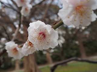 梅の花が奇麗に咲いています。 Plum flowers are blooming beautifully.